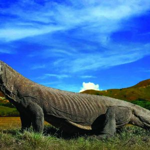 komodo_national_park