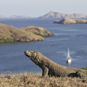 KOMODO DRAGON