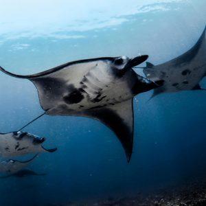 scuba_diving_komodo